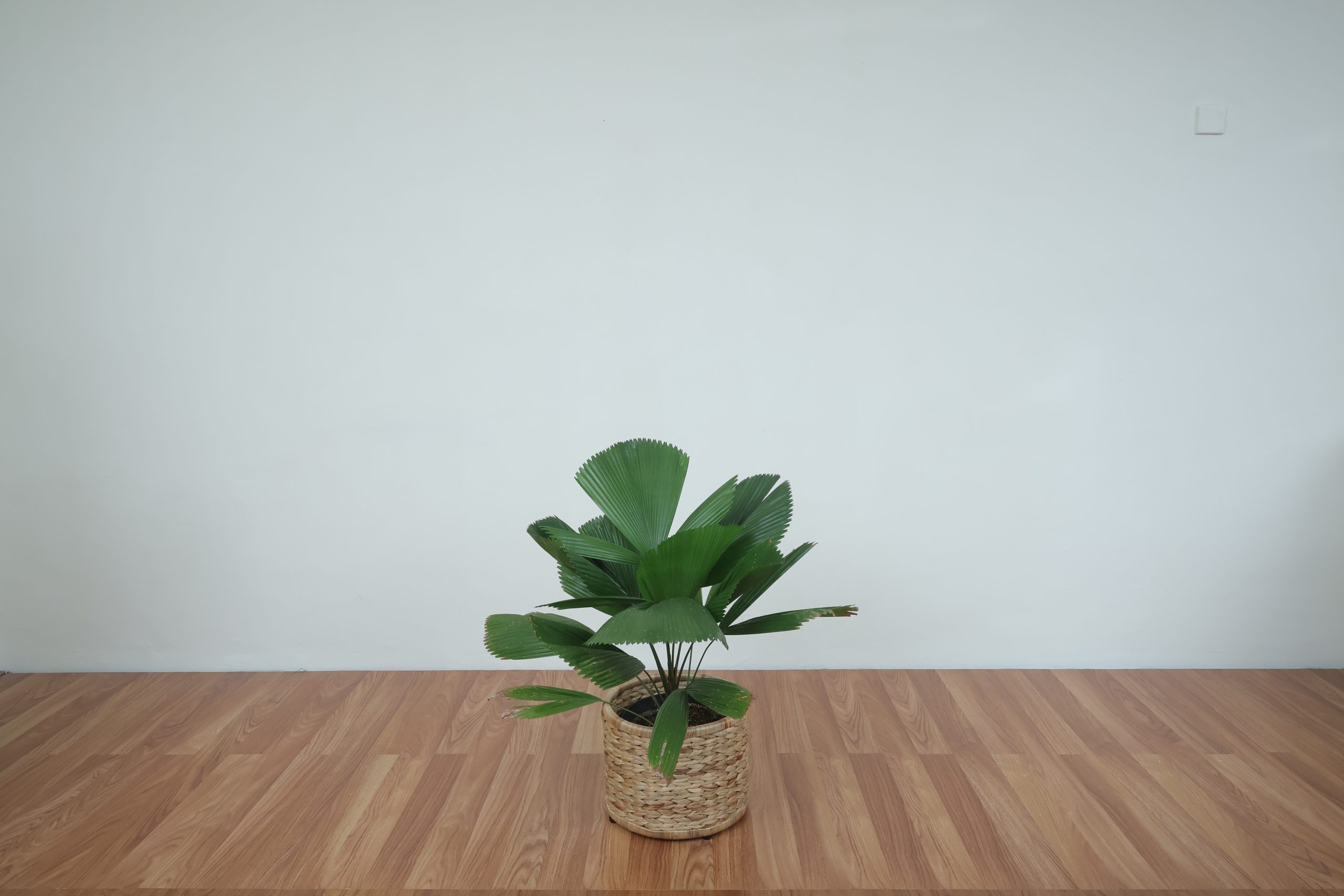 Baxton Studio Rinjani Tavolino In Rattan Naturale Con Gambe A Forcina, Fatto A Mano