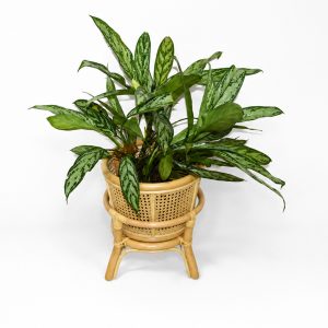 Finna Low Planter (natural); with cane bowl & tin with plant